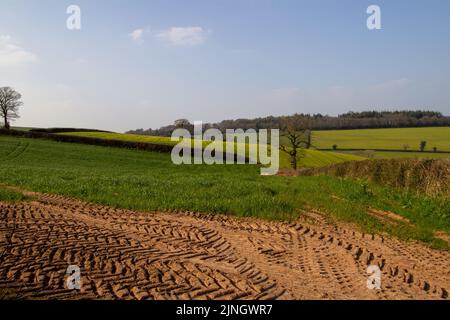 Devon Farmland im Winter mit schlammigen Spuren, grünem Gras, Hügeln und Bäumen in der Ferne mit einem trüben blauen Himmel Stockfoto