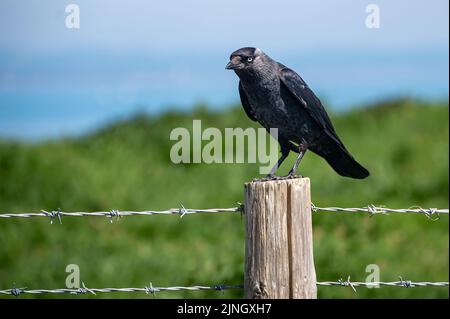 Die Dohle, Corvus monedula, thront auf einem hölzernen Zaunpfosten Stockfoto