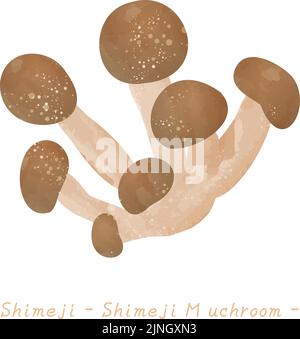 Herbstgeschmack, einfache Illustration von Pilzen Buche Shimeji Vektor-Illustration Stock Vektor