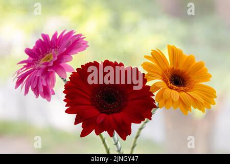 Rote gelbe und lila Gerbera Blume auf Fensterhintergrund Stockfoto