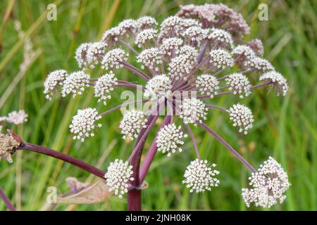 Wild Angelica (Angelica sylvestris) blüht an einem kleinen Bach auf einem sumpfigen Hügel, Cwm Cadlan NNR, Rhondda Cynon TAF, Wales, UK, August. Stockfoto