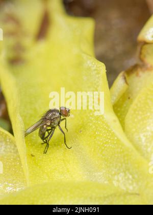 Gewöhnliches Butterkraut (Pinguicula vulgaris) Blatt mit einer kleinen Fliege, die von den klebrigen Tröpfchen gefangen ist, die diese fleischfressende Pflanze aus Drüsenhaaren, Wales, ausströmt Stockfoto