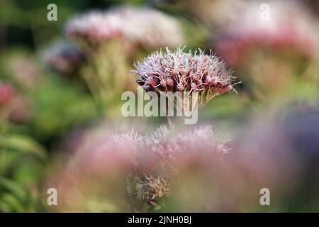 Hanf-Agrimony (Eupatorium cannabinum) blüht in einem dichten Stand in einer Heckenrecke, Dorset, Großbritannien, August. Stockfoto