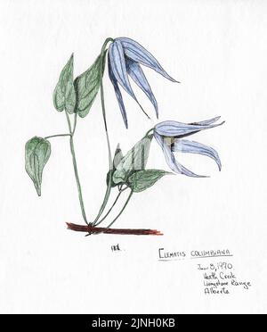 Clematis Columbiana gemalt von A. Kåre Hellum in Heath Creek, Livingston Range, ab 08. Juni 1970 Stockfoto