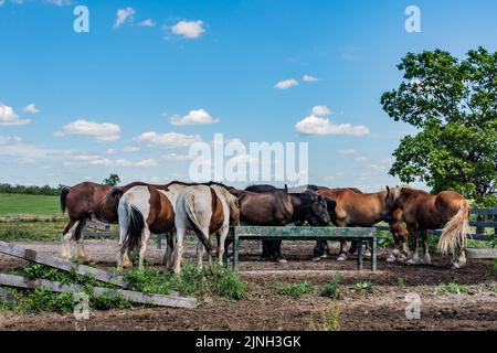 Pferde genießen einen sonnigen Sommernachmittag auf der Rose Farm, Gettysburg National Military Park, Pennsylvania, USA Stockfoto