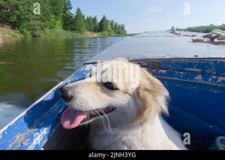 Porträt eines niedlichen Hundes in einem Boot, das auf dem Fluss schwimmt, Nahaufnahme. Selektiver Fokus Stockfoto