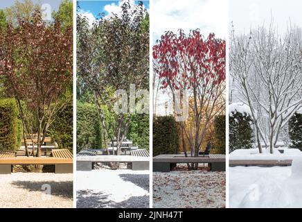 Prunus cerasifera nigra, gespielte Pflaume im Garten. Die Collage zeigt eine Baumansicht in vier verschiedenen Jahreszeiten. Frühling, Sommer, Herbst und w Stockfoto