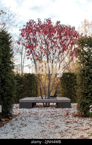 Prunus cerasifera nigra, gespielte Pflaume im Garten, Herbstansicht. Pflaumenbaum, Bank und Fichtenhecke an einem Herbsttag. Stockfoto