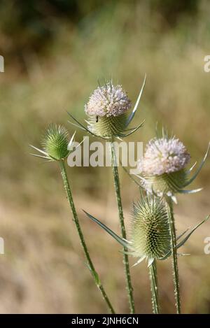 Dipsacus ist eine Gattung der blühenden Pflanze aus der Familie der Caprifoliaceae. Die Mitglieder dieser Gattung sind als Teelöffel, Teelöffel oder Teelöffel bekannt. Die Gattung includ Stockfoto