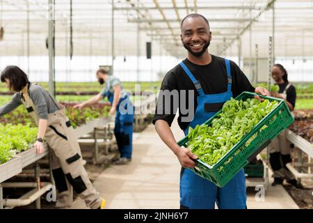 Portrait eines lächelnden Bio-Gemüsebauern, der eine Kiste mit frischem grünem Salat zeigt und stolz auf die Produktion ist, die für lokale Unternehmen geliefert werden kann. afroamerikanischer Mann zeigt Stapel von handgepflückten Grüns. Stockfoto