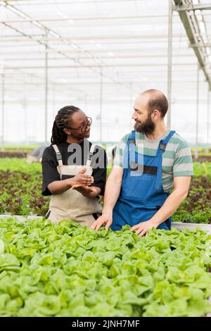 afroamerikanischer Landwirt und Kaukasier, der die Qualitätskontrolle für Bio-Salatpflanzen vorantut und sich mit den Ergebnissen zufrieden sieht. Verschiedene Menschen, die grüne Blätter in einem ökologischen Gewächshaus untersuchen. Stockfoto