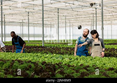 Mann und Frau, die Salat in hydroponischer Umgebung anbauen, zeigen auf eine weitere Reihe von bio-grünem Salat und Gemüse. Verschiedene Menschen, die in heißen Gewächshäusern mit verschiedenen Kulturen arbeiten. Stockfoto