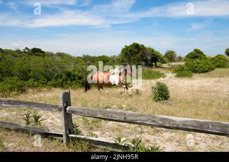 Ein wildes Pony läuft in Assateague Island National Seashore, Berlin, MD Stockfoto