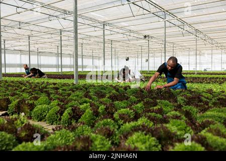 Diverse Gruppe von Gewächshausarbeitern, die hart daran arbeiten, Qualitätsinspektionen von grünen Gemüsepflanzen in Bio-Farmen zu machen. Professionelle Landwirte kontrollieren die Entwicklung von Pflanzen in hydroponischer Umgebung. Stockfoto