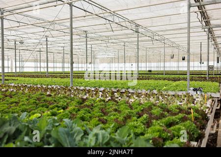 Niemand in hydroponischen Bio-Farm mit Bio-frischen Salat angebaut wird für die Lieferung an lokale Restaurants und Gemüsemarkt. Leeres Gewächshaus mit ausgewachsenen verschiedenen Pflanzenarten. Stockfoto