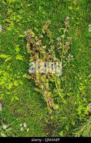 Heilpflanzen, Kräuter Mutterkraut Blüte Leonurus cardiaca oder Mutterkraut auf die Natur, selektiver Fokus Stockfoto