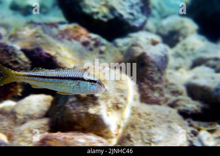 Mullus barbatus - Ziegenfische, die unter Wasser im Mittelmeer fotografieren Stockfoto