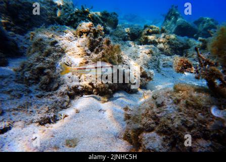 Mullus barbatus - Ziegenfische, die unter Wasser im Mittelmeer fotografieren Stockfoto