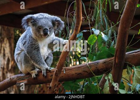 Ein Koala ( Phascolarctos cinereus) auf einem Baum in Sydney, NSW, Australien (Foto: Tara Chand Malhotra) Stockfoto