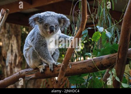 Ein Koala ( Phascolarctos cinereus) auf einem Baum in Sydney, NSW, Australien (Foto: Tara Chand Malhotra) Stockfoto