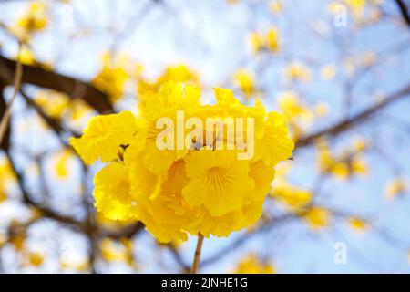 Blumendetail auf gelbem ipe-Baum in der frühen Blüte mit hellblauem Himmel im Hintergrund Stockfoto