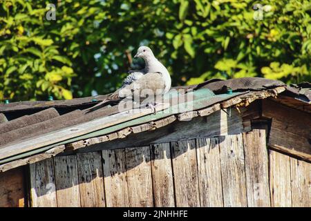 Eine entzückende kleine dicke Taube, die auf dem rostigen Ziegeldach einer alten Holzhütte in einem sonnigen Garten steht Stockfoto