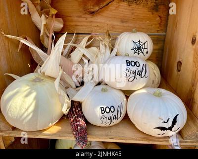 Holzkiste gefüllt mit weißen Halloween Kürbissen Stockfoto