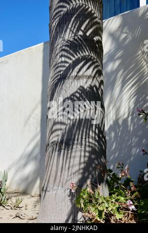 Schatten einer Palmwedel über dem Stamm auf einem anderen Stockfoto