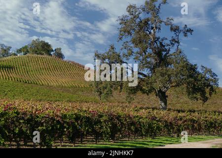 Weinberge Reihen sich auf einem hügeligen Hügel in der Weinregion Stockfoto