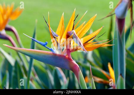 Paradiesvogelblume, die von der Nachmittagssonne beleuchtet wird Stockfoto