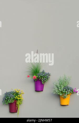 Helle Wandpflanzen, Bunte Blumentöpfe, Grüne Frische Ananas Minze Laub, Rosa Blühende Pelargonium Blumen, Rote Geranien, Salvia Officinalis Stockfoto