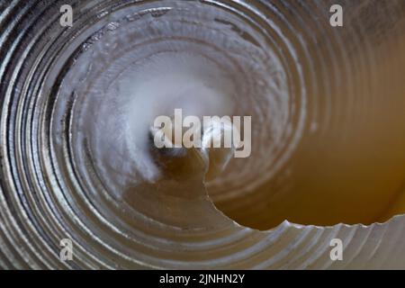 Makroansicht des Inneren der Muschelschale mit natürlicher Silberfarbe Stockfoto