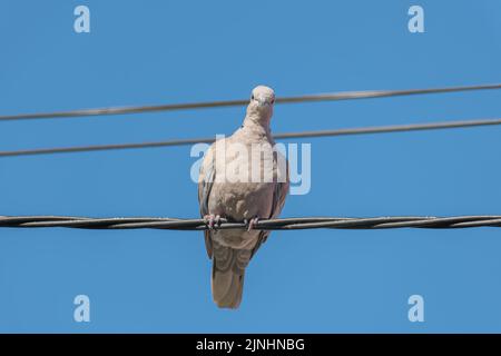 Eurasische Halstaube auf einem elektrischen Draht mit blauem Himmel im Hintergrund Stockfoto