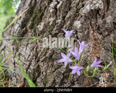 Im Sommer wachsen auf einem Baumstamm grassierenden Glockenblumen Stockfoto