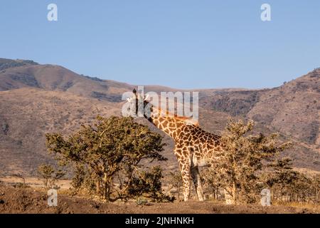 Eine Giraffe, die von einem Akazienbaum mit Hügeln im Hintergrund isst Stockfoto