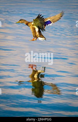 Mallard-Hühnerente ist bereit für eine Wasserlandung. Stockfoto