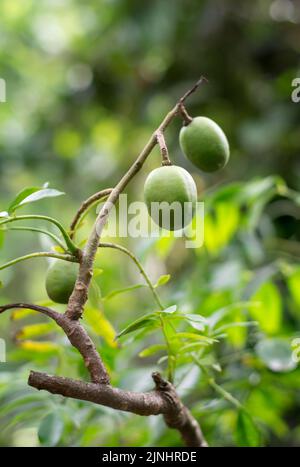 ambarella oder junilipflaume auf dem Baum, essbare Früchte, Nahaufnahme im Hintergrund mit weichem Fokus, Kopierbereich Stockfoto
