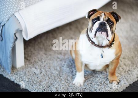 Der süßeste kleine Welpen, den du je sehen wirst. Ein entzückender Hund in einem Schlafzimmer zu Hause. Stockfoto