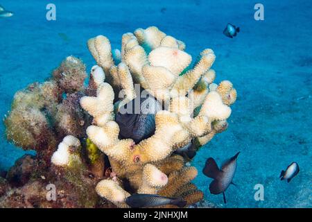 Endemische hawaiianische Dascyllus, hawaiianische Dreitopf-Damsel oder hawaiianische Domino-Damegoisten, Dascyllus albisella, in teilweise gebleichten Geweih-Korallen, Hawaii Stockfoto