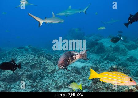 Hawaiianische Hogfische oder A'Awa, Bodianus albotaeniatus ( hawaiianische endemische Arten ), reifes Männchen, mit anderen Rifffischen und grauen Riffhaien, Kona, Hawaii Stockfoto