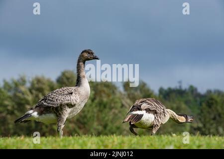 nene- oder Hawaiianische Gans, Branta sandvicensis (endemische Art), weltweit seltenste Gans, jugendlich auf der linken Seite; Erwachsener auf der rechten Seite, die Bedrohungsanzeige macht, Hawaii Stockfoto