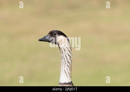 nene oder Hawaiianische Gans, Branta sandvicensis (endemische Art), die seltenste Gans der Welt, erwachsen; Makalei, North Kona, Hawaii Island (The Big Island) Stockfoto