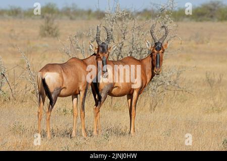 Ein rotes Hartebeest (Alcelaphus buselaphus)-Paar, Etosha National Park, Namibia Stockfoto