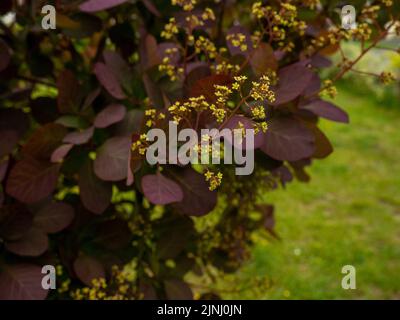 Rauchbuschzweig mit roten und violetten Blättern und gelben Blüten Stockfoto