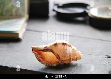 seashell, Karte und Kompass liegen auf einem Vintage-Tisch Stockfoto