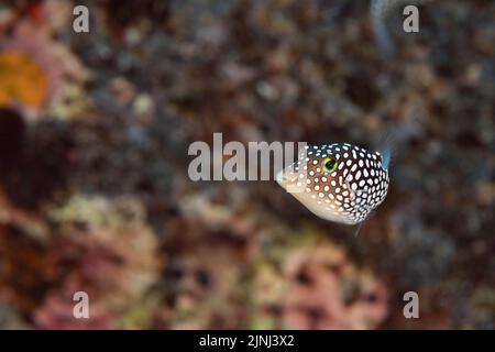 Hawaiian whitespotted toby oder white-spotted Kugelfisch, Canthigaster jactator ( Hawaiian endemische Arten ), Makako Bay, Keahole, North Kona, Hawaii Stockfoto