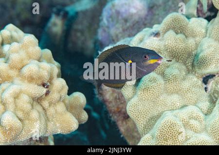 belted Lippfische, Grünlippfische, Orangebar-Lippfische oder Omaka, Stethojulis balteata (endemische Arten), Anfangsphase (männlich oder weiblich), Kona, Hawaii Stockfoto