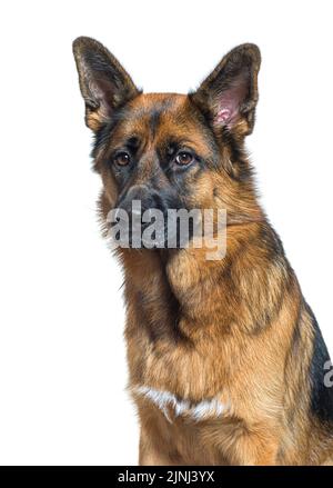 Nahaufnahme eines Schäferhundes, isoliert auf Weiß Stockfoto