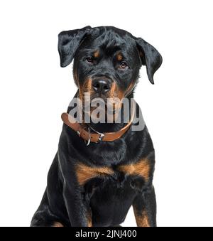 Schwarz-braun Rottweiler mit braunem Halsband Stockfoto