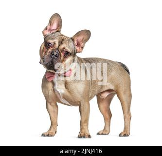 Stehende französische Bulldogge mit rosa Fliege, isoliert auf Weiß Stockfoto